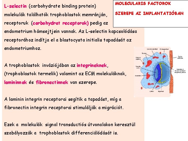 L-selectin (carbohydrate binding protein) molekulák találhatók trophoblastok memránján, MOLECULARIS FACTOROK SZEREPE AZ IMPLANTATIÓBAN receptoruk