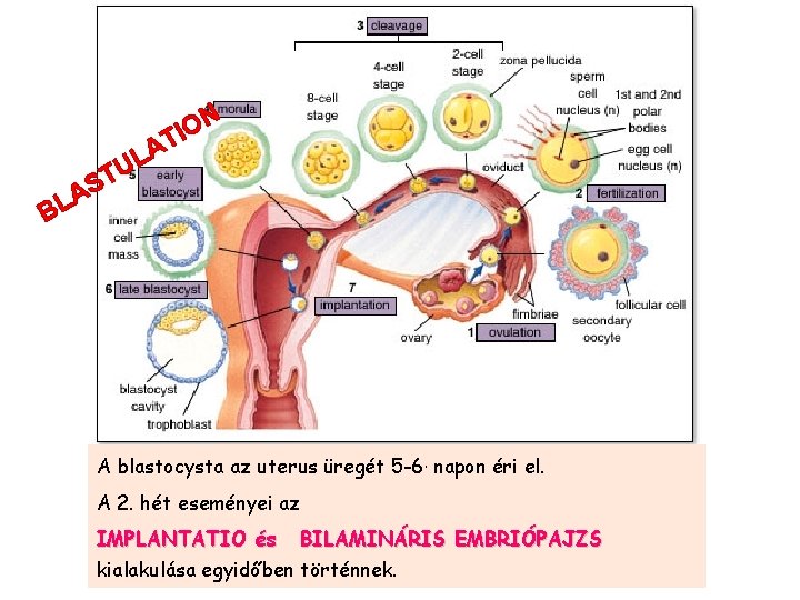 N TIO A L U T S A L B A blastocysta az uterus