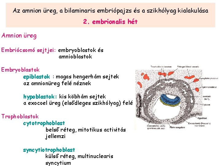 Az amnion üreg, a bilaminaris embriópajzs és a szikhólyag kialakulása 2. embrionalis hét Amnion