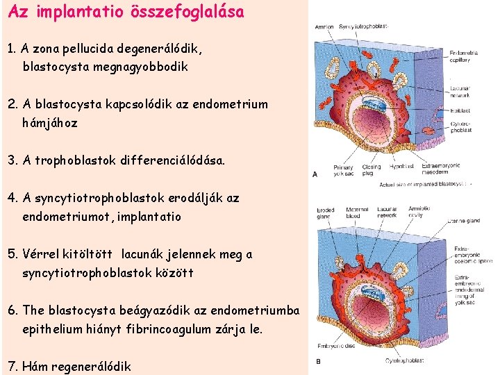 Az implantatio összefoglalása 1. A zona pellucida degenerálódik, blastocysta megnagyobbodik 2. A blastocysta kapcsolódik
