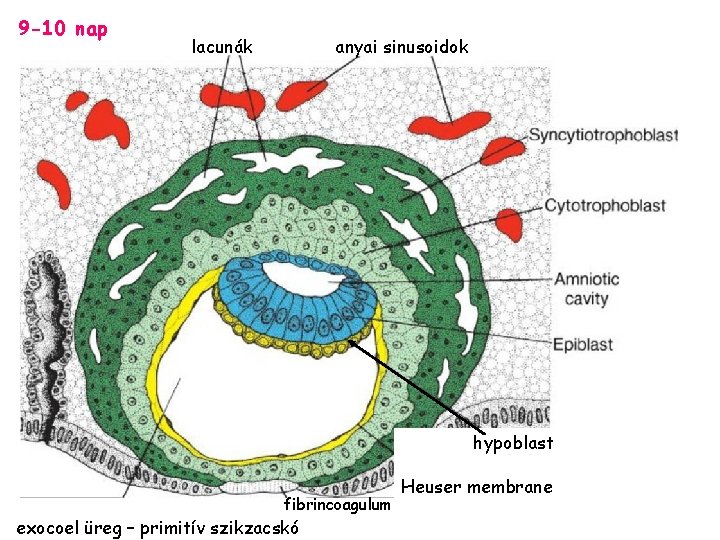 9 -10 nap lacunák anyai sinusoidok hypoblast fibrincoagulum exocoel üreg – primitív szikzacskó Heuser