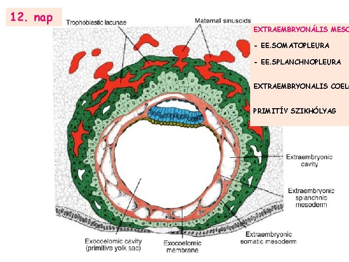 12. nap EXTRAEMBRYONÁLIS MESO - EE. SOMATOPLEURA - EE. SPLANCHNOPLEURA EXTRAEMBRYONALIS COELO PRIMITÍV SZIKHÓLYAG