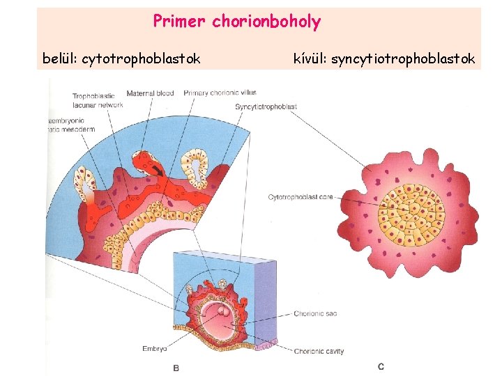 Primer chorionboholy belül: cytotrophoblastok kívül: syncytiotrophoblastok 