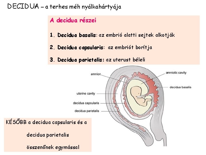DECIDUA – a terhes méh nyálkahártyája A decidua részei 1. Decidua basalis: az embrió