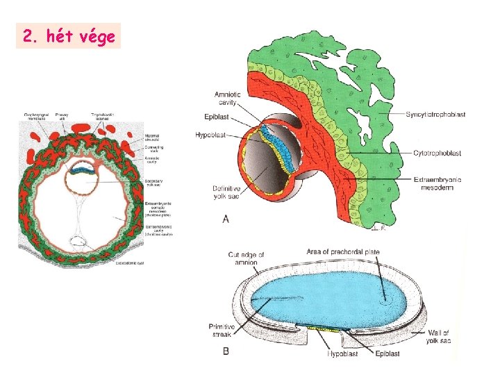 2. hét vége 