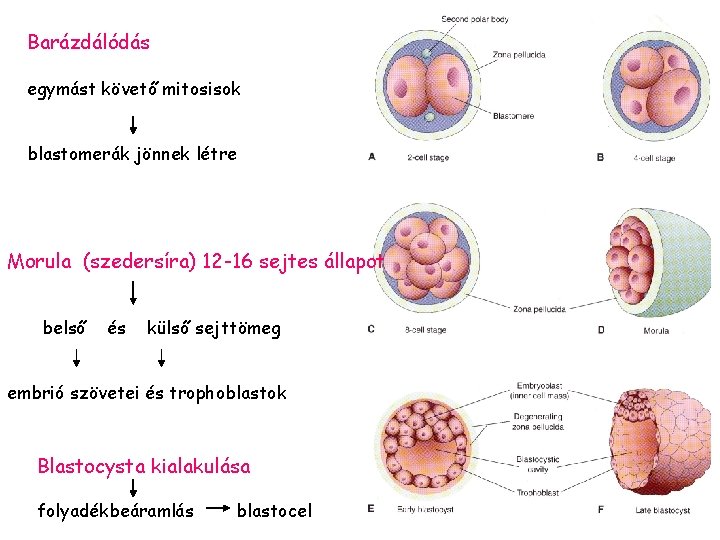 Barázdálódás egymást követő mitosisok blastomerák jönnek létre Morula (szedersíra) 12 -16 sejtes állapot belső