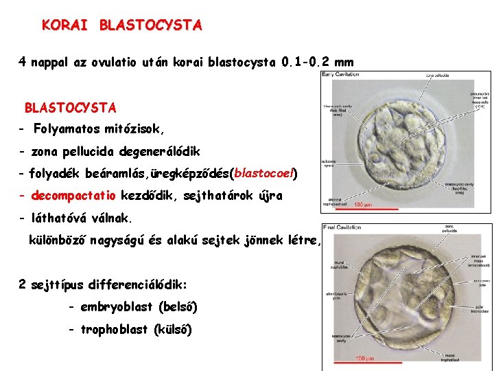 KORAI BLASTOCYSTA 4 nappal az ovulatio után korai blastocysta 0. 1 -0. 2 mm