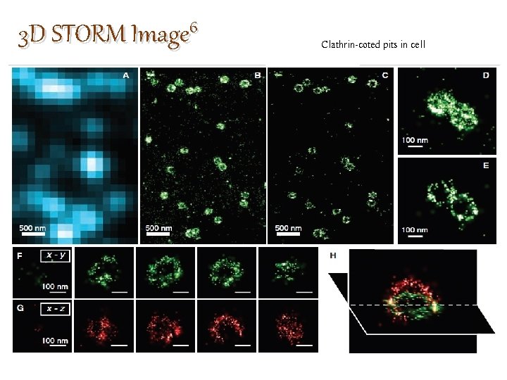 3 D STORM Image 6 Clathrin-coted pits in cell 