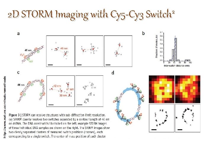 2 D STORM Imaging with Cy 5 -Cy 3 Switch 2 