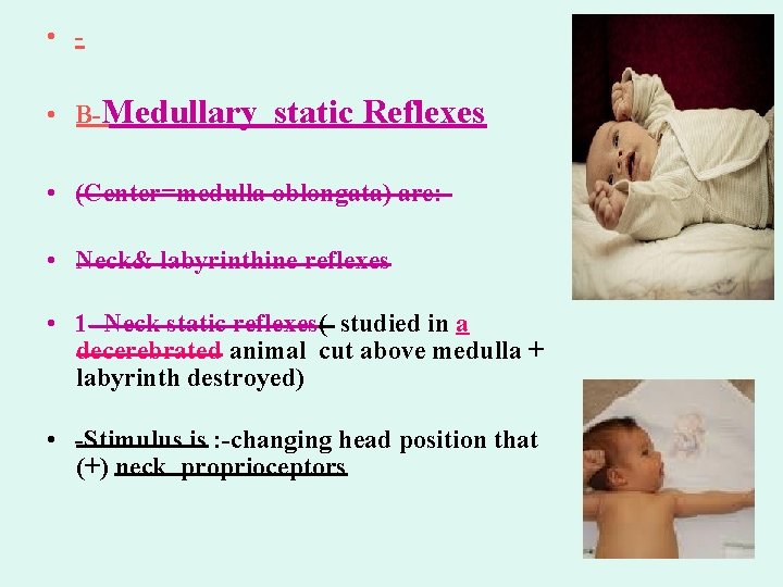  • • B-Medullary static Reflexes • (Center=medulla oblongata) are: • Neck& labyrinthine reflexes