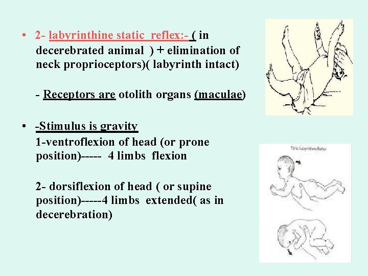  • 2 - labyrinthine static reflex: - ( in decerebrated animal ) +