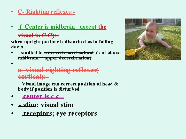  • C- Righting reflexes: • ( Center is midbrain except the visual in