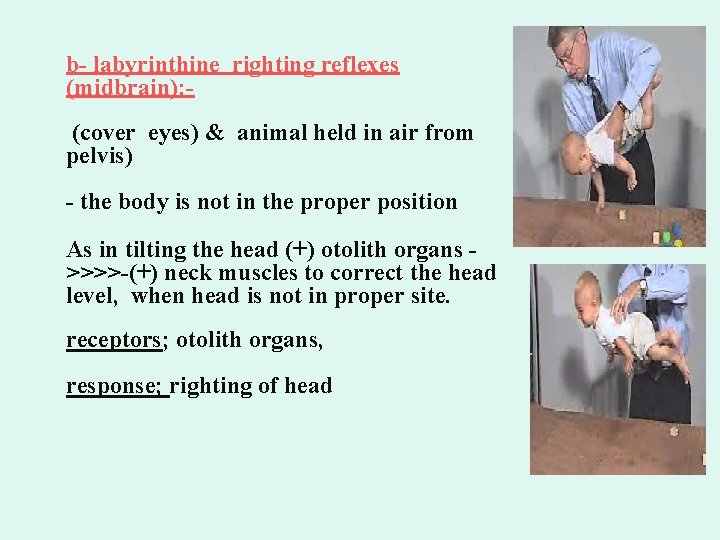 b- labyrinthine righting reflexes (midbrain): (cover eyes) & animal held in air from pelvis)