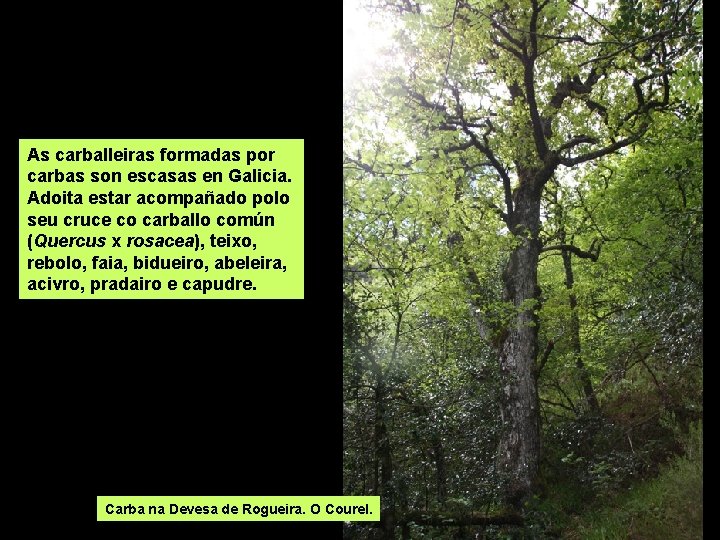 As carballeiras formadas por carbas son escasas en Galicia. Adoita estar acompañado polo seu