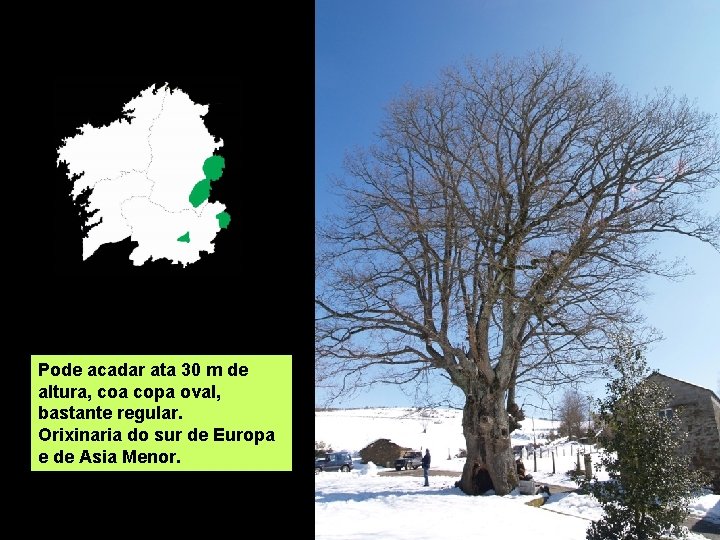 Pode acadar ata 30 m de altura, coa copa oval, bastante regular. Orixinaria do
