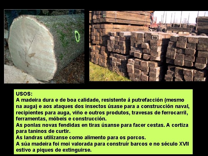 USOS: A madeira dura e de boa calidade, resistente á putrefacción (mesmo na auga)