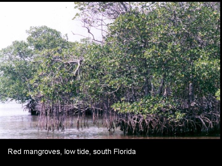 Red mangroves, low tide, south Florida 