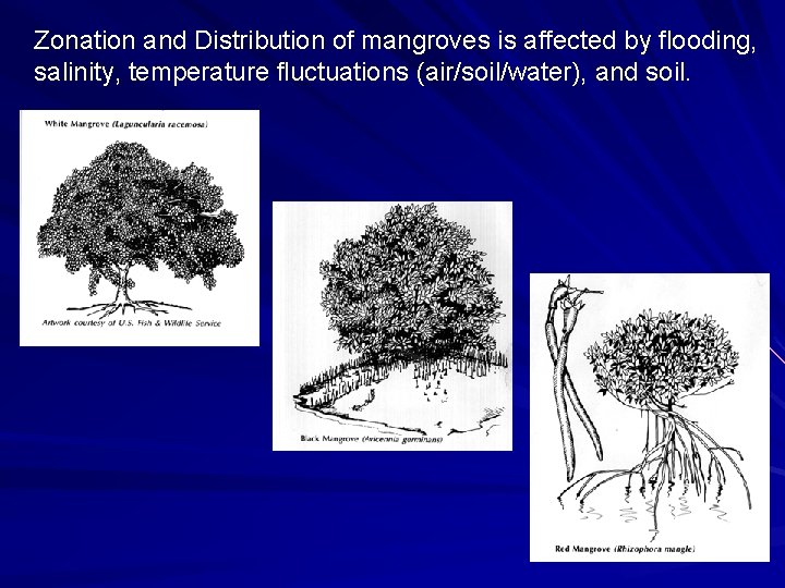 Zonation and Distribution of mangroves is affected by flooding, salinity, temperature fluctuations (air/soil/water), and