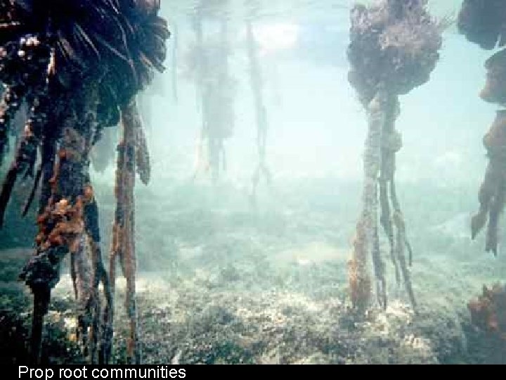 Prop root communities 