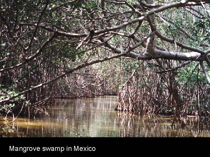 Mangrove swamp in Mexico 