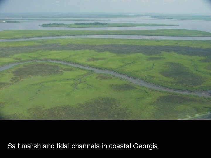 Salt marsh and tidal channels in coastal Georgia 