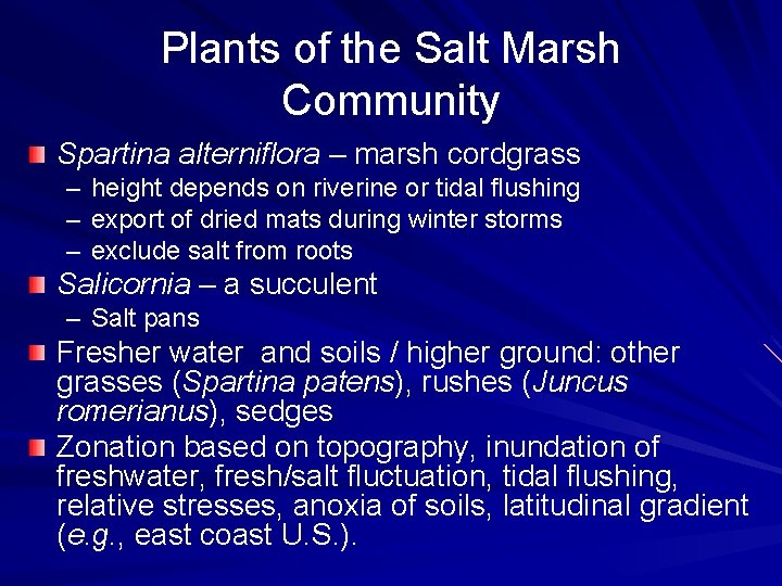 Plants of the Salt Marsh Community Spartina alterniflora – marsh cordgrass – height depends