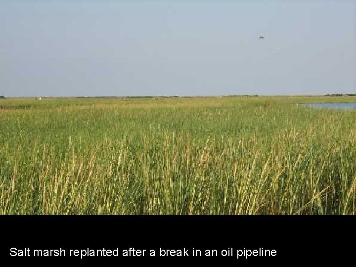 Salt marsh replanted after a break in an oil pipeline 