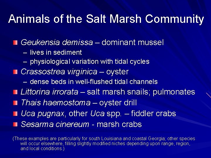 Animals of the Salt Marsh Community Geukensia demissa – dominant mussel – lives in
