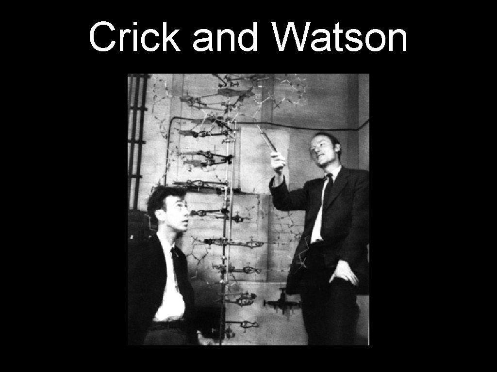 Crick and Watson 