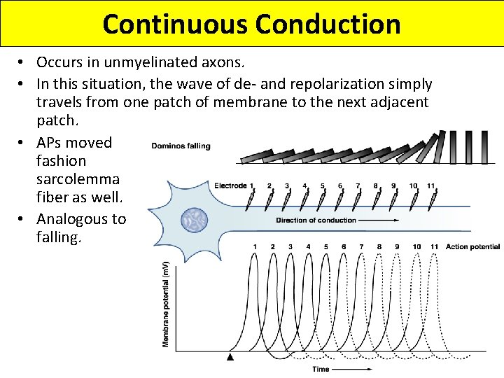 Continuous Conduction • Occurs in unmyelinated axons. • In this situation, the wave of