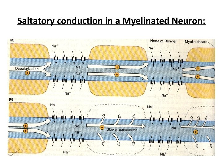Saltatory conduction in a Myelinated Neuron: 