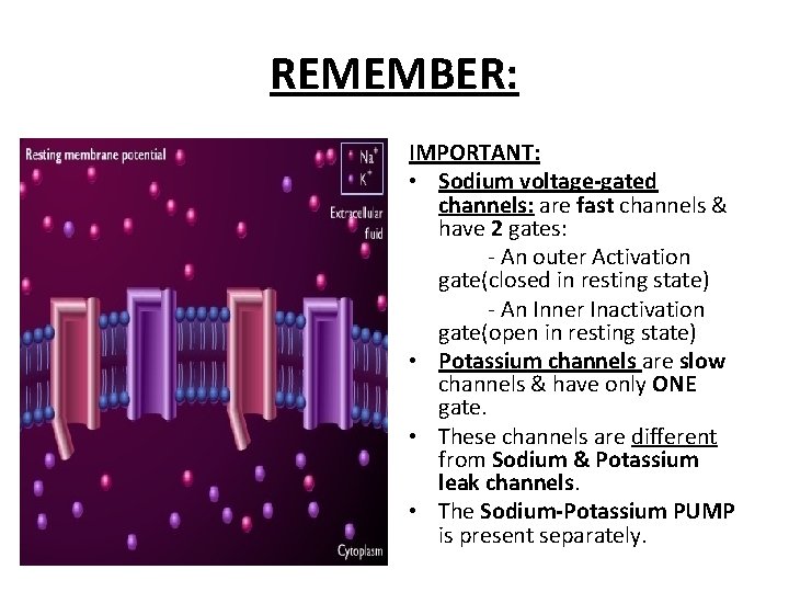 REMEMBER: IMPORTANT: • Sodium voltage-gated channels: are fast channels & have 2 gates: -