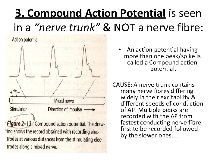 3. Compound Action Potential is seen in a “nerve trunk” & NOT a nerve