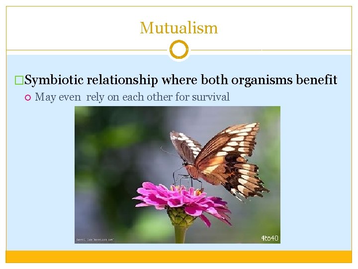 Mutualism �Symbiotic relationship where both organisms benefit May even rely on each other for