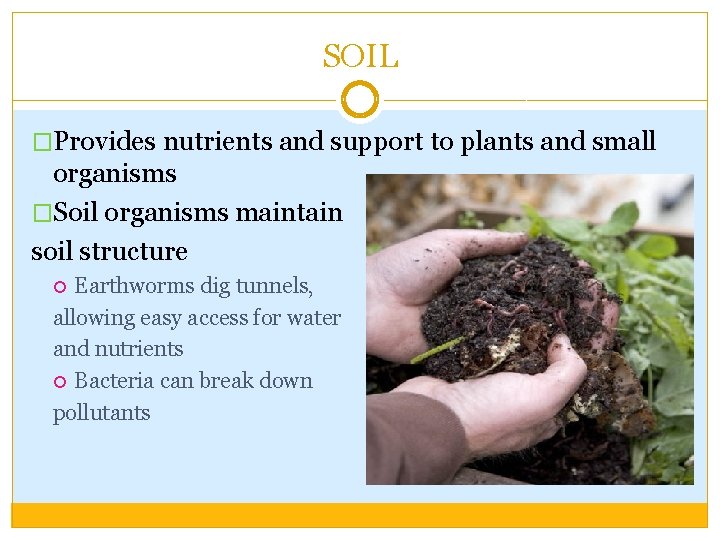 SOIL �Provides nutrients and support to plants and small organisms �Soil organisms maintain soil