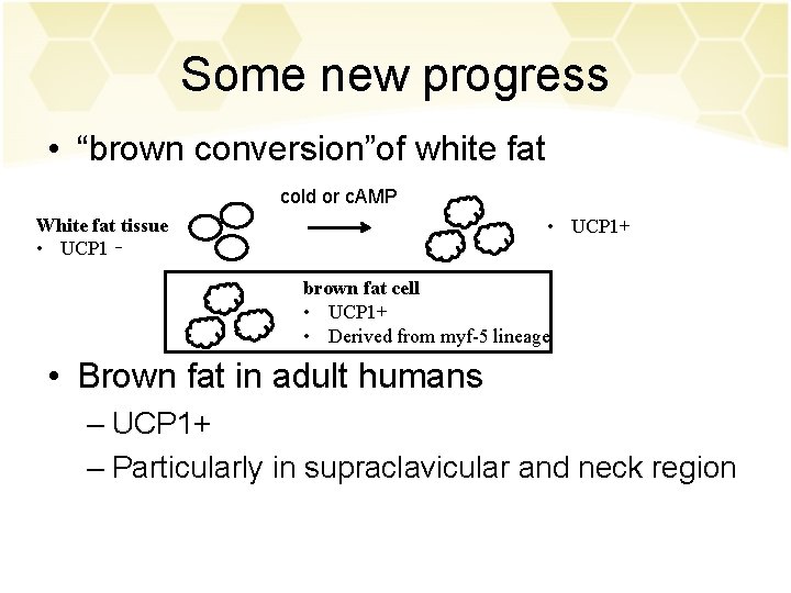 Some new progress • “brown conversion”of white fat cold or c. AMP White fat