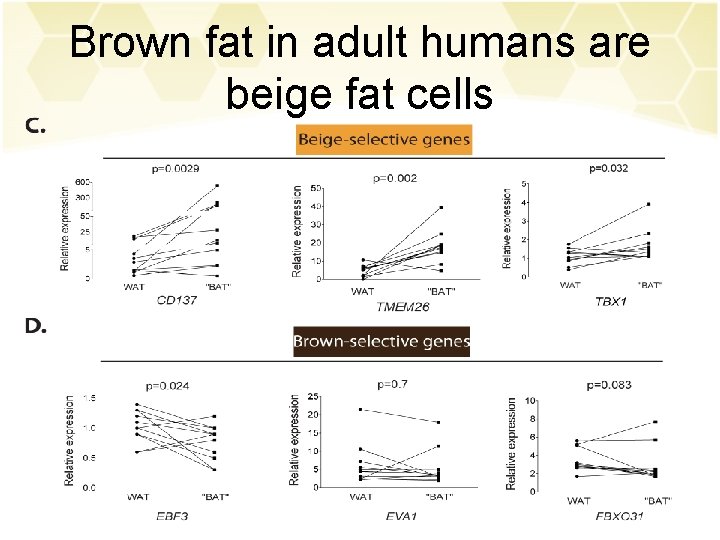 Brown fat in adult humans are beige fat cells 