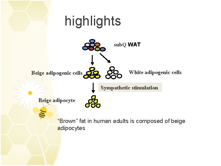highlights sub. Q WAT Beige adipogenic cells White adipogenic cells Sympathetic stimulation Beige adipocyte