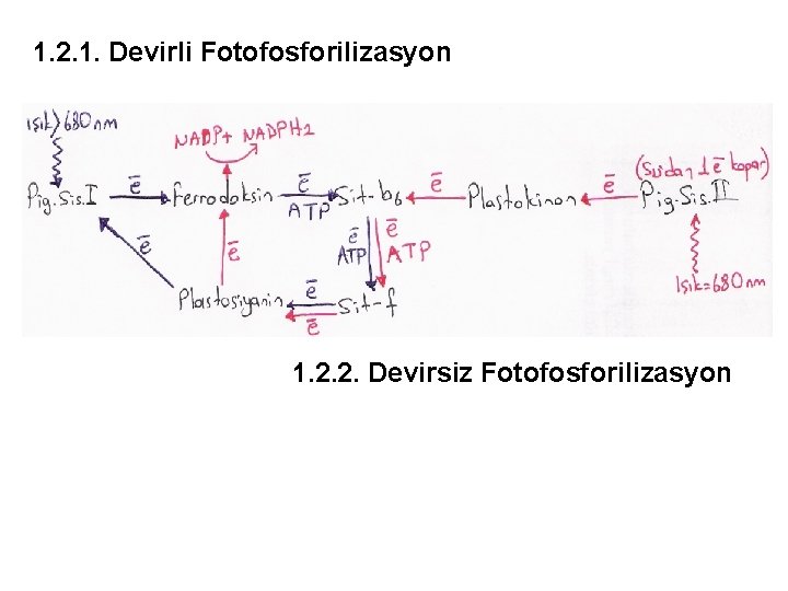 1. 2. 1. Devirli Fotofosforilizasyon 1. 2. 2. Devirsiz Fotofosforilizasyon 