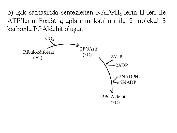 b) Işık safhasında sentezlenen NADPH 2’lerin H’leri ile ATP’lerin Fosfat gruplarının katılımı ile 2