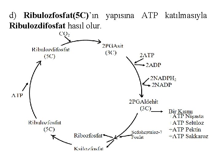 d) Ribulozfosfat(5 C)’ın yapısına ATP katılmasıyla Ribulozdifosfat hasıl olur. 