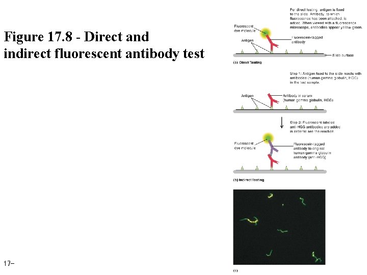 Figure 17. 8 - Direct and indirect fluorescent antibody test 17 - 