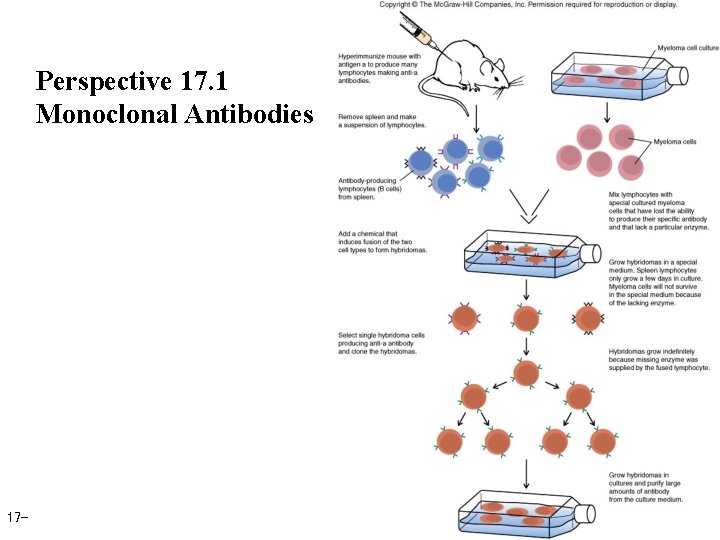 Perspective 17. 1 Monoclonal Antibodies 17 - 