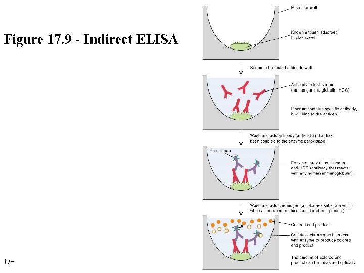 Figure 17. 9 - Indirect ELISA 17 - 