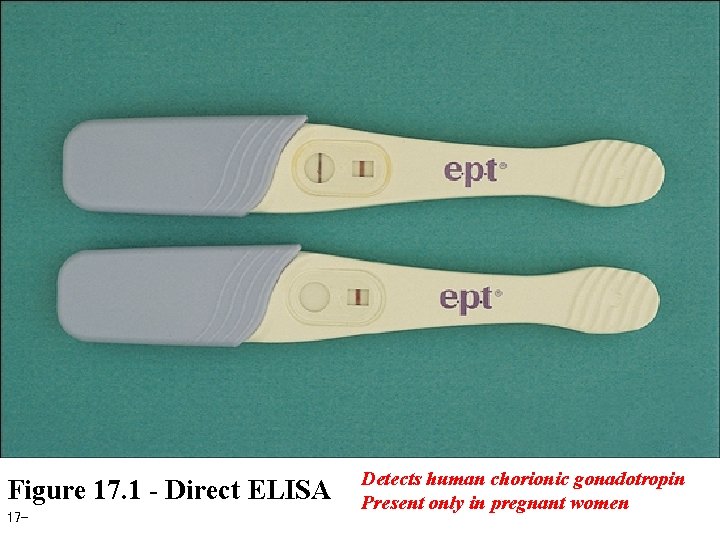 Figure 17. 1 - Direct ELISA 17 - Detects human chorionic gonadotropin Present only