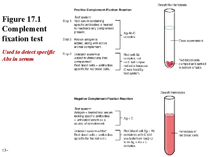 Figure 17. 1 Complement fixation test Used to detect specific Abs in serum 17