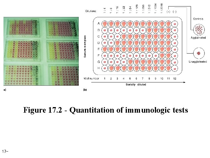 Figure 17. 2 - Quantitation of immunologic tests 17 - 