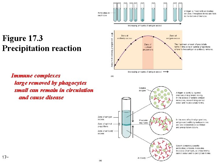 Figure 17. 3 Precipitation reaction Immune complexes large removed by phagocytes small can remain