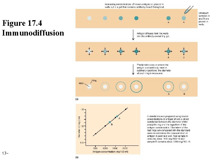 Figure 17. 4 Immunodiffusion 17 - 