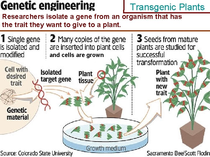 Transgenic Plants Researchers isolate a gene from an organism that has the trait they